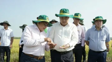 تطوير سلسلة قيمة الأرز منخفض الانبعاثات بمساحة مليون هكتار عبر تبادل الخبرات